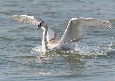swan flying on lake