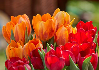 tulip flower in spring in