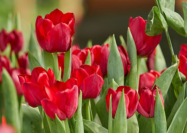 tulip flower in spring in