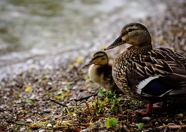 Mother Duck with Duckling On the Shore
