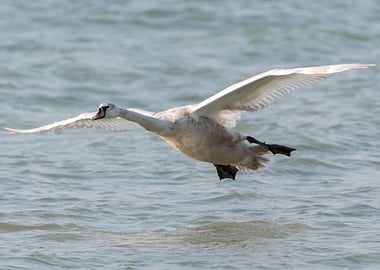 swan flying on lake