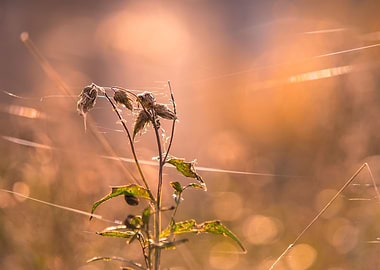 In the spider network