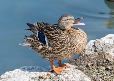 duck female on lake