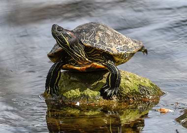 cute turtles rest at sun o