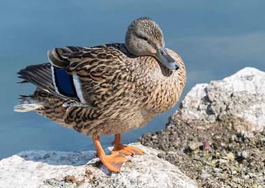duck female on lake