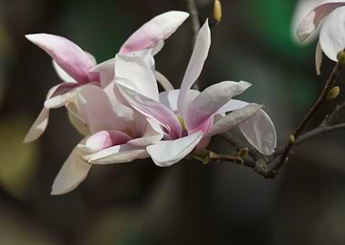 magnolia flower on tree