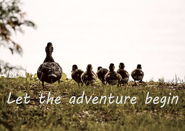 Cute Duckling Wanderlust: Let The Adventure Begin
