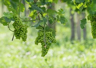 Bunch of grapes on vineyar