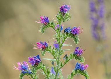 wildflower in summer at lake