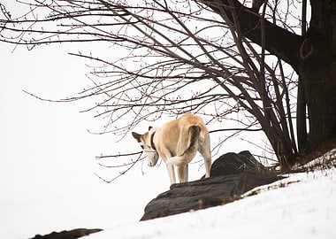 Husky Dog in Winter Fog