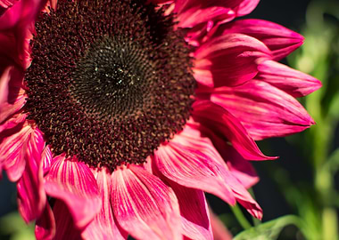 Pink Sunflower in Sunshine