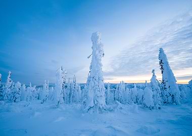 The Enchanted Forest, Mile 47, Dalton Highway
