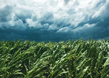Windstorm in cornfield