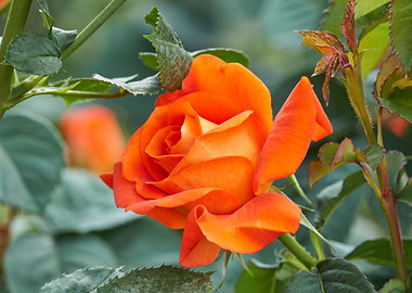 roses in bloom in the gard