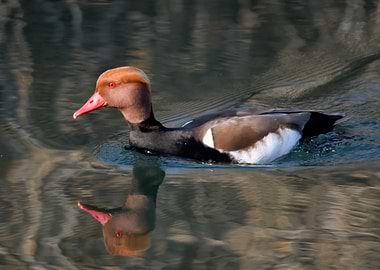 Turkish fistione netta ruf