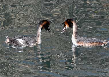 great crested grebe on lak