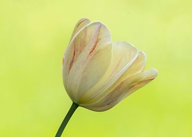 tulip flower in spring in