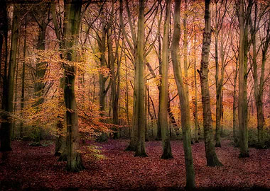 Autumn Woods