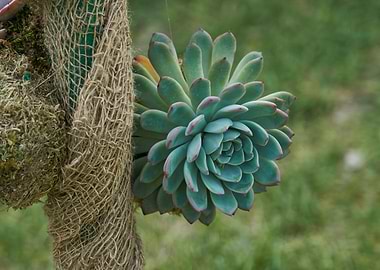 decorative succulent plant