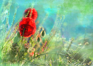 Early morning poppies