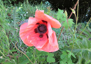 Poppy