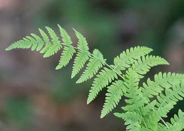 green fern in the forest