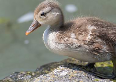 netta rufina puppy of Red