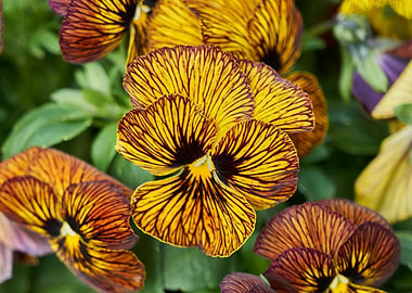 violet in the garden