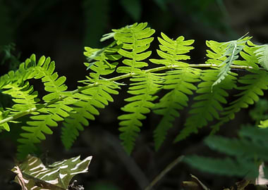 green fern in the forest