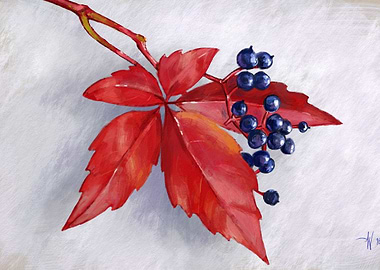 Red Leaf and Berries