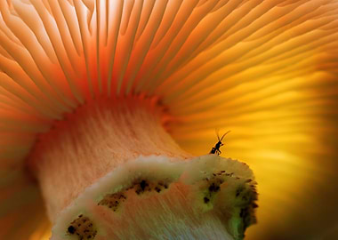 Welcome To My Humble Abode