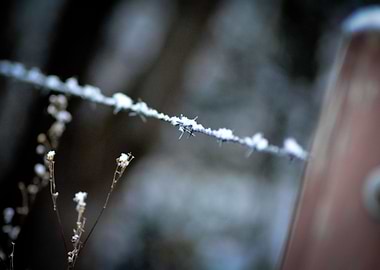 Barbed Wire