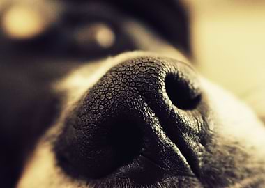 For every snout, a boop.