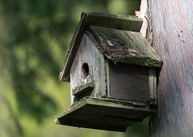 birdhouse on tree in the f