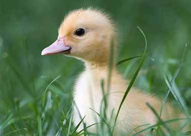 Muscovy duck's duckling on grass