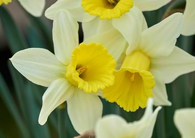 daffodils bloom in spring
