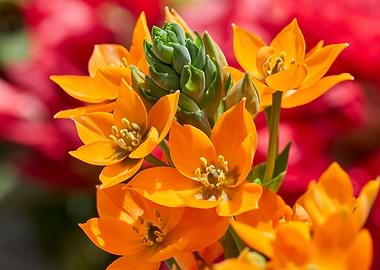 Ornithogalum ornitogallo f