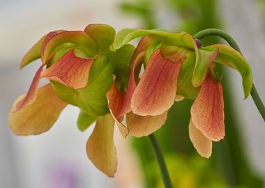 nepenthes carnivorous plan