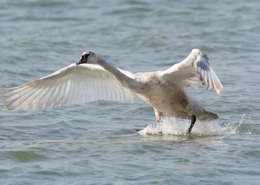 swan flying on lake