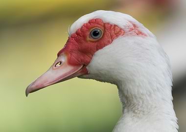 Muscovy duck on pond