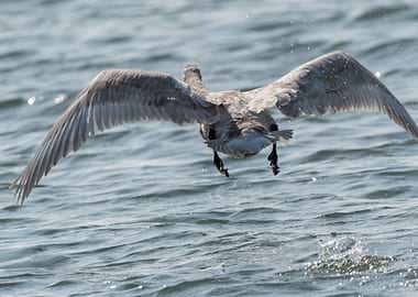 swan flying on lake