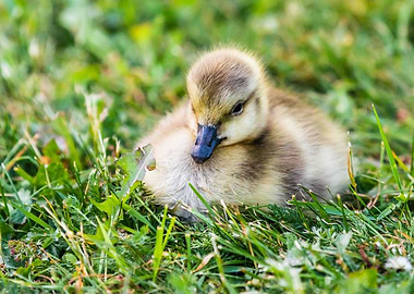 Canada Gosling