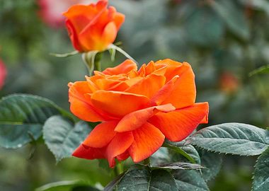 roses in bloom in the gard