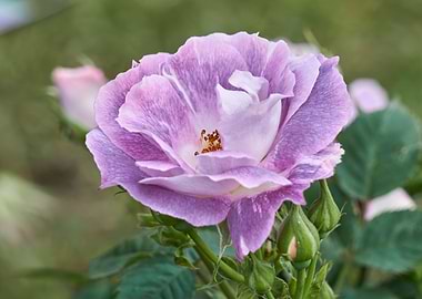 roses in bloom in the gard