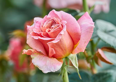 roses in bloom in the gard