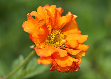 flower in bloom in the gar