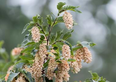 hornbeam tree at park