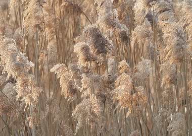 reed in winter