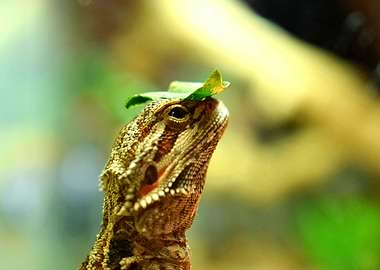 How to feed your dragon