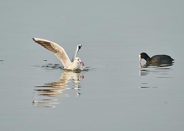 seagull eating on lake